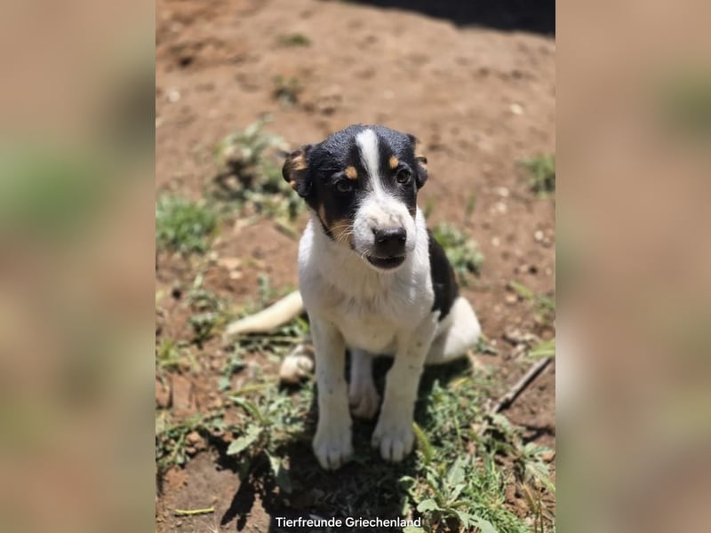 Yuna sucht wundervolle Familie!