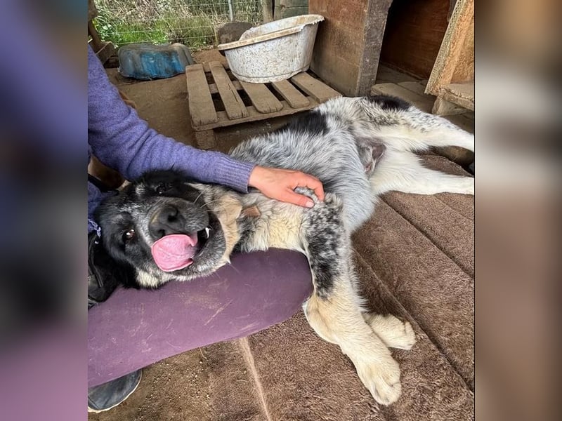 Leia, kleine Lakritznase sucht liebevolle Familie!