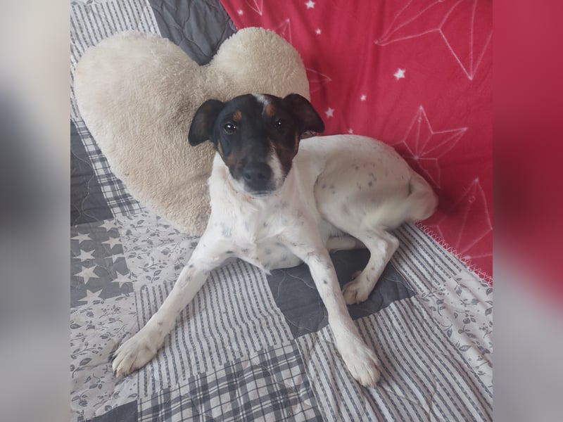 Felicity, ruhige Terrier Mix Hündin