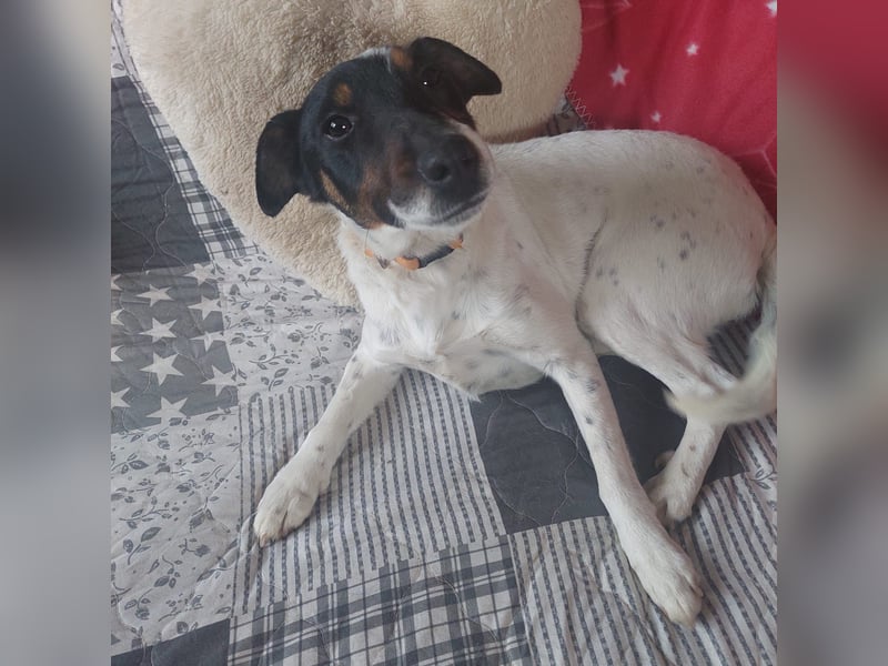 Felicity, ruhige Terrier Mix Hündin