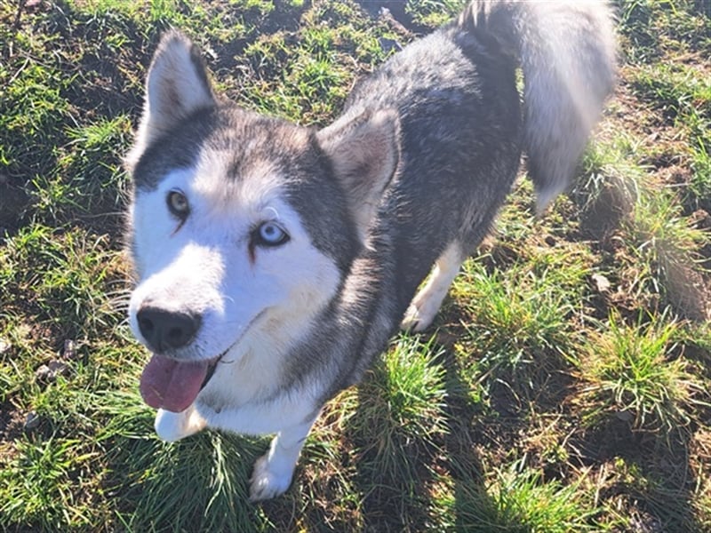 Lola ( * 02.2019 * ) sucht ihre Menschen