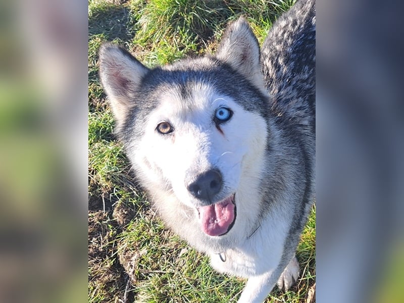Lola ( * 02.2019 * ) sucht ihre Menschen