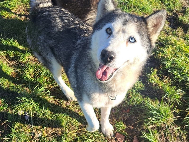 Lola ( * 02.2019 * ) sucht ihre Menschen