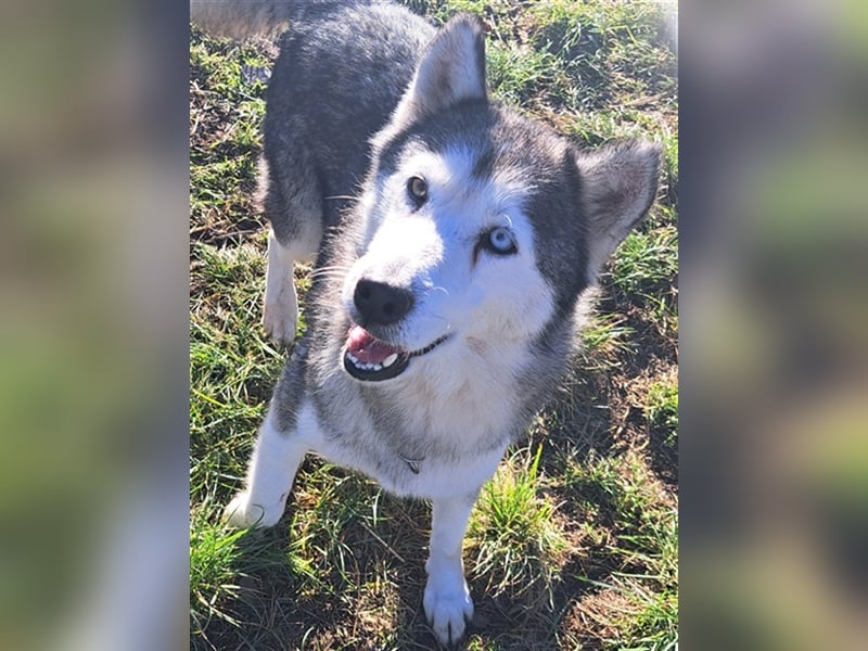 Lola ( * 02.2019 * ) sucht ihre Menschen