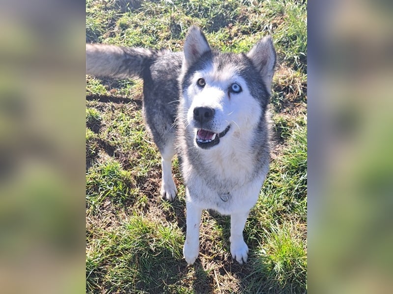 Lola ( * 02.2019 * ) sucht ihre Menschen