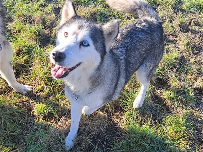 Lola ( * 02.2019 * ) sucht ihre Menschen