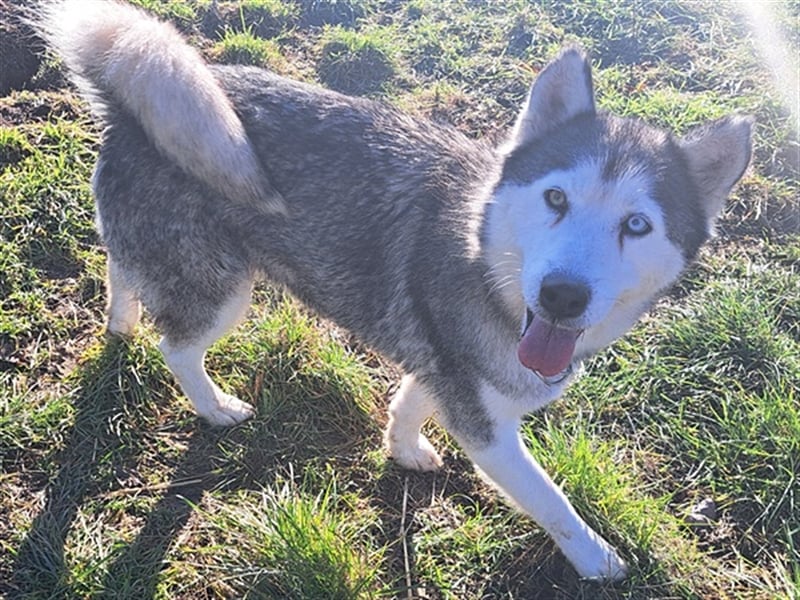 Lola ( * 02.2019 * ) sucht ihre Menschen