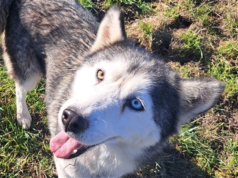 Lola ( * 02.2019 * ) sucht ihre Menschen