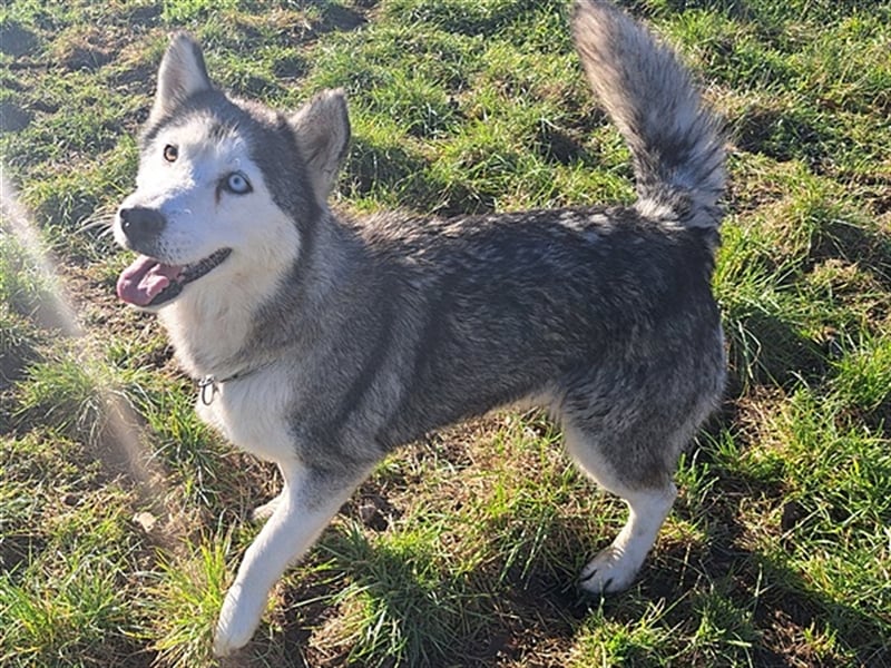 Lola ( * 02.2019 * ) sucht ihre Menschen