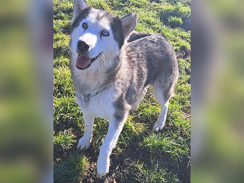Lola ( * 02.2019 * ) sucht ihre Menschen