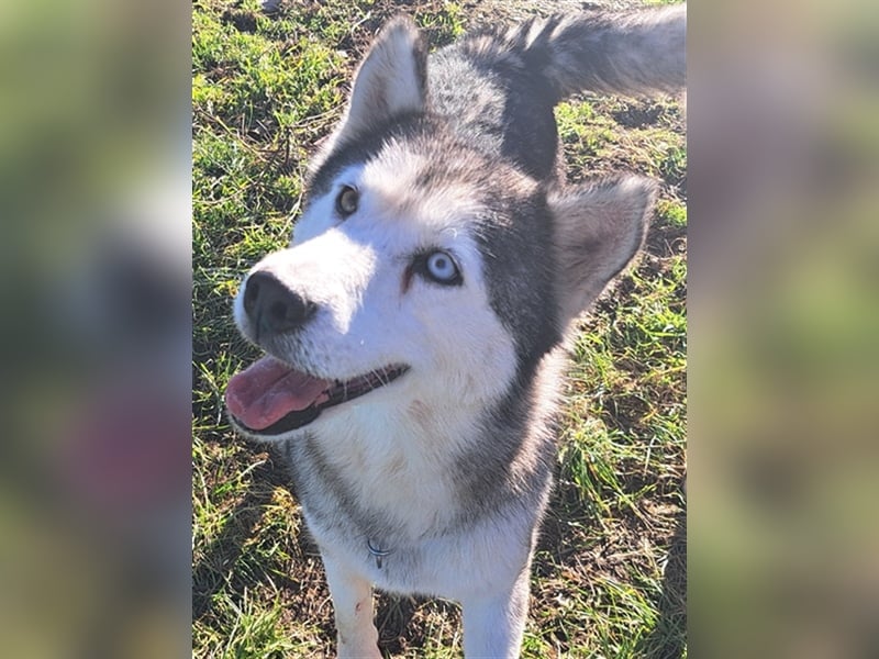 Lola ( * 02.2019 * ) sucht ihre Menschen