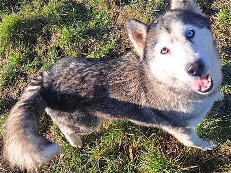 Lola ( * 02.2019 * ) sucht ihre Menschen
