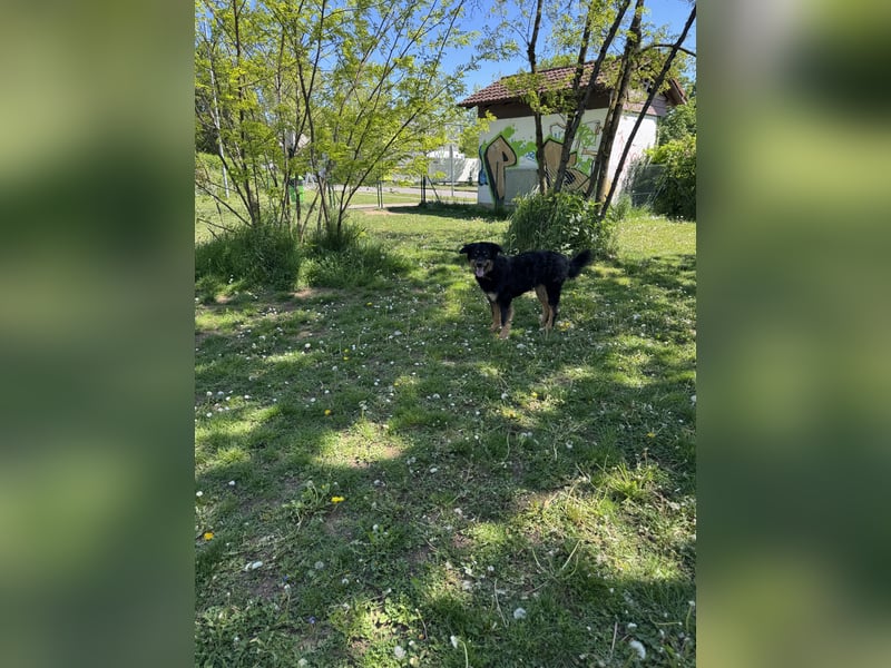 Luna sucht ein neues Zuhause