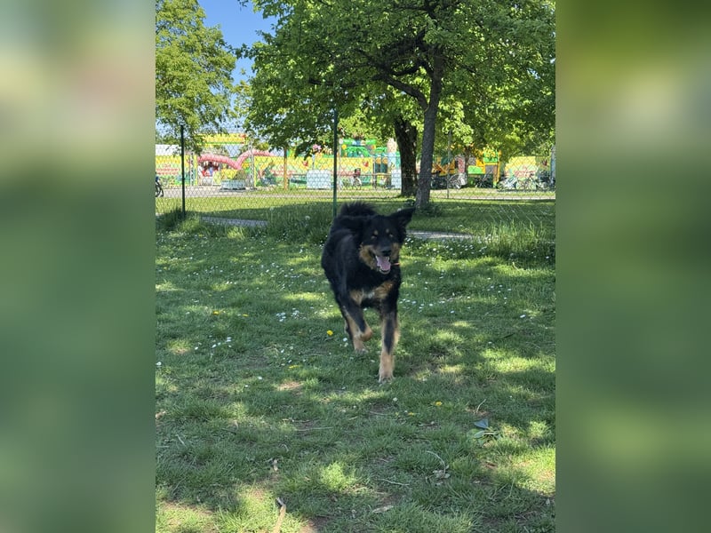 Luna sucht ein neues Zuhause
