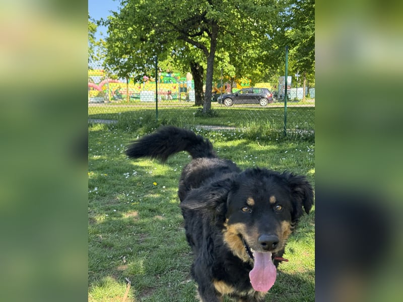 Luna sucht ein neues Zuhause