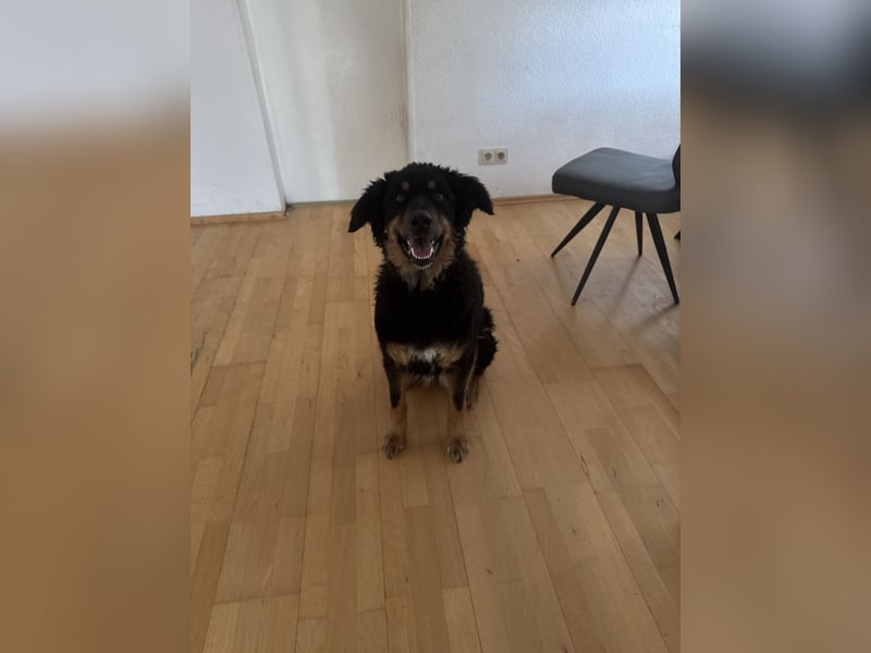 Luna sucht ein neues Zuhause