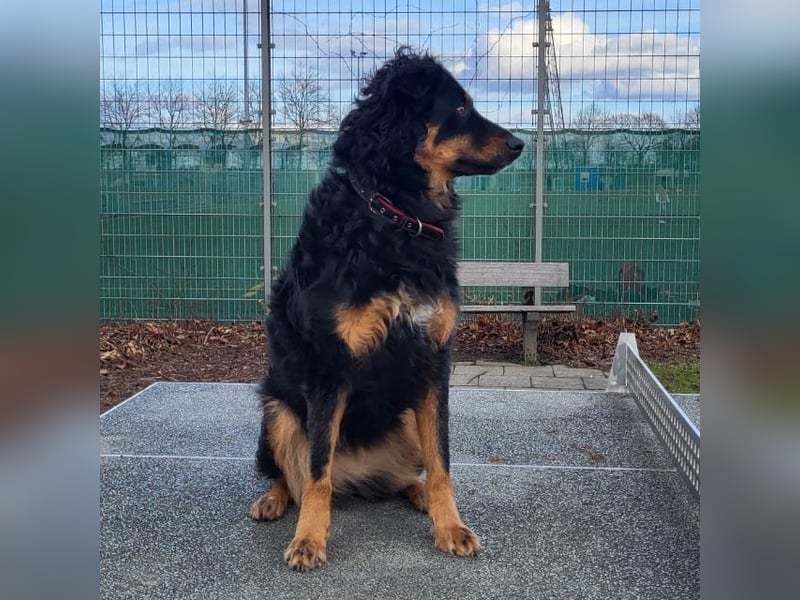 Luna sucht ein neues Zuhause