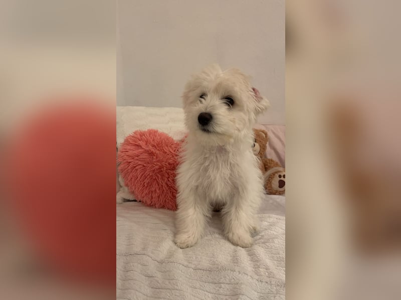 Maltipoo Hündin (6 Monate) – gesund, verspielt & kinderfreundlich – mit kompletter Ausstattung abzug