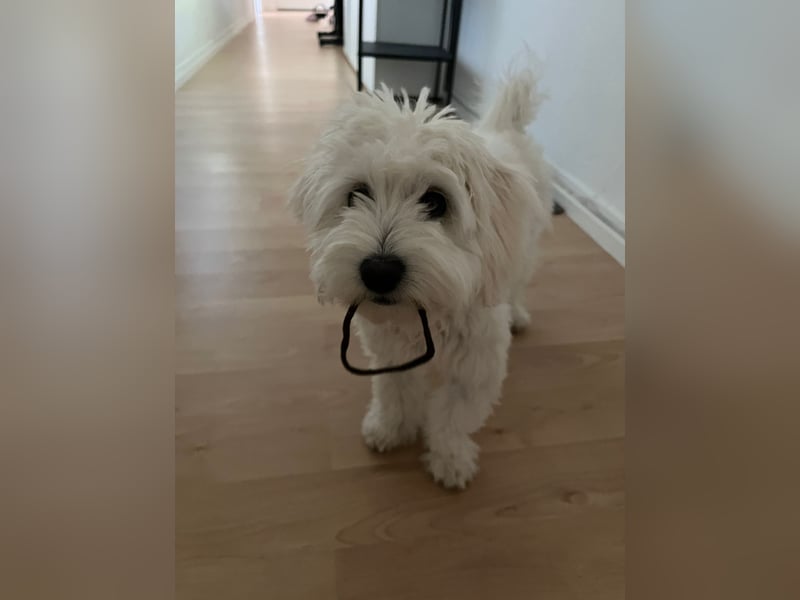 Maltipoo Hündin (6 Monate) – gesund, verspielt & kinderfreundlich – mit kompletter Ausstattung abzug