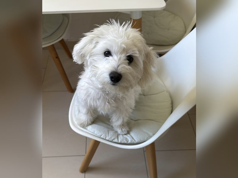 Maltipoo Hündin (6 Monate) – gesund, verspielt & kinderfreundlich – mit kompletter Ausstattung abzug