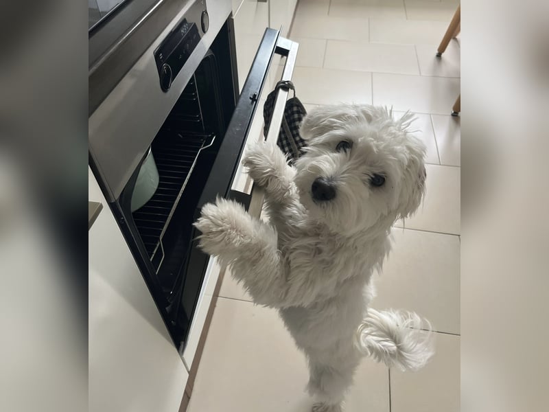 Maltipoo Hündin (6 Monate) – gesund, verspielt & kinderfreundlich – mit kompletter Ausstattung abzug