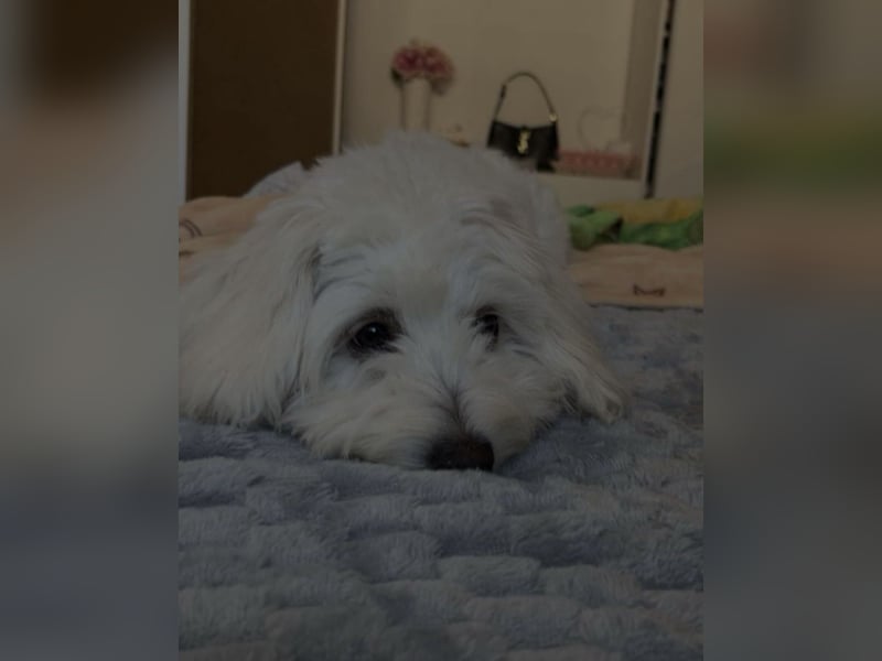 Maltipoo Hündin (6 Monate) – gesund, verspielt & kinderfreundlich – mit kompletter Ausstattung abzug