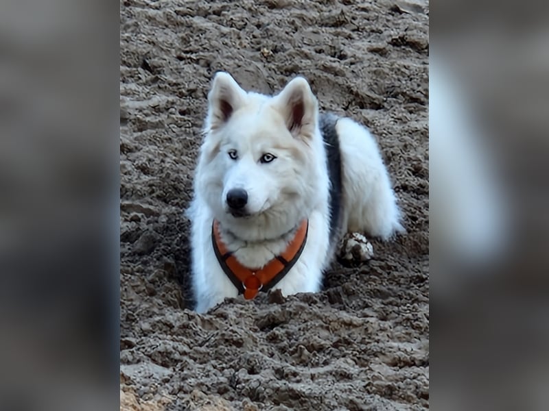 Huskymischling