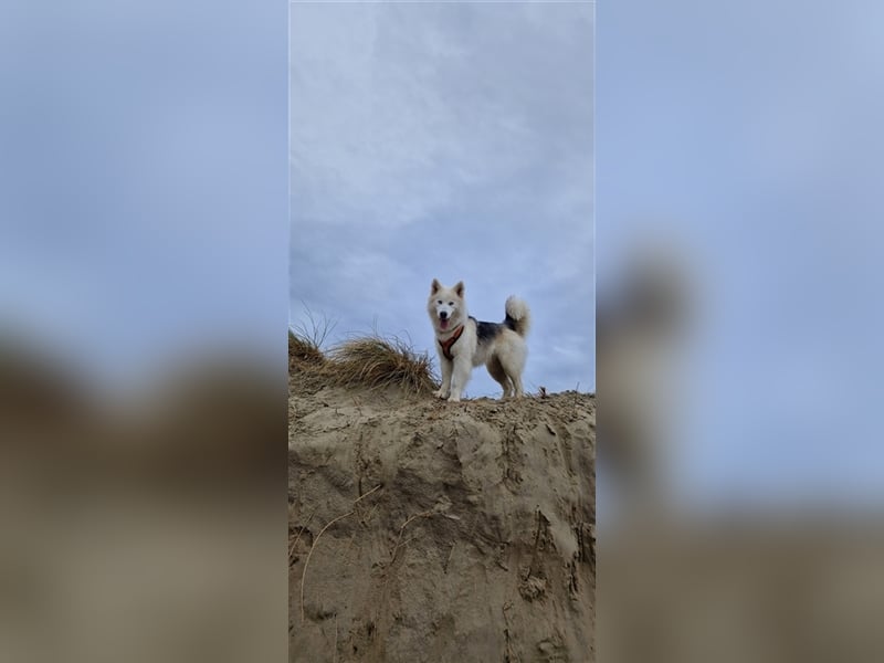 Huskymischling