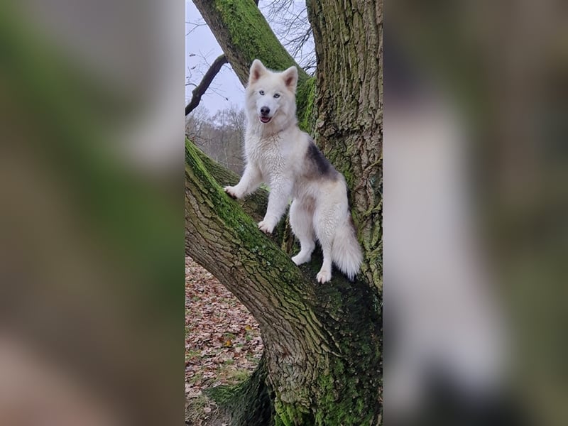 Huskymischling