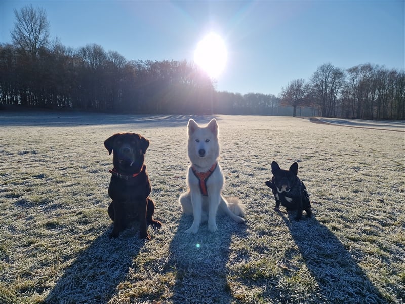 Huskymischling