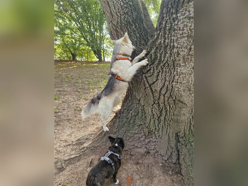 Huskymischling