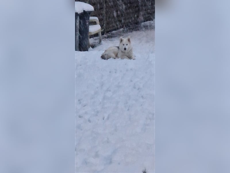 Huskymischling
