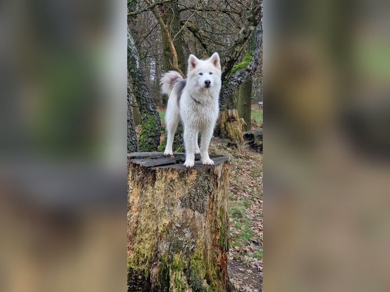 Huskymischling