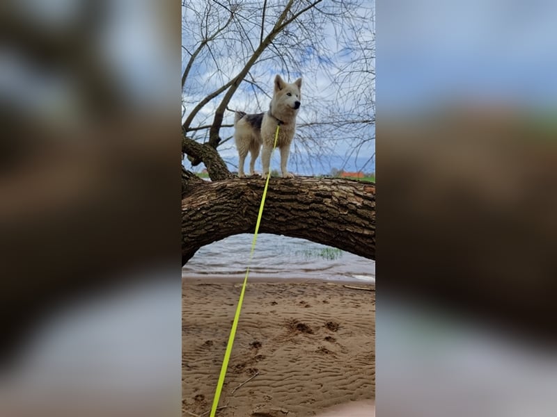 Huskymischling