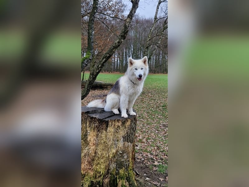 Huskymischling