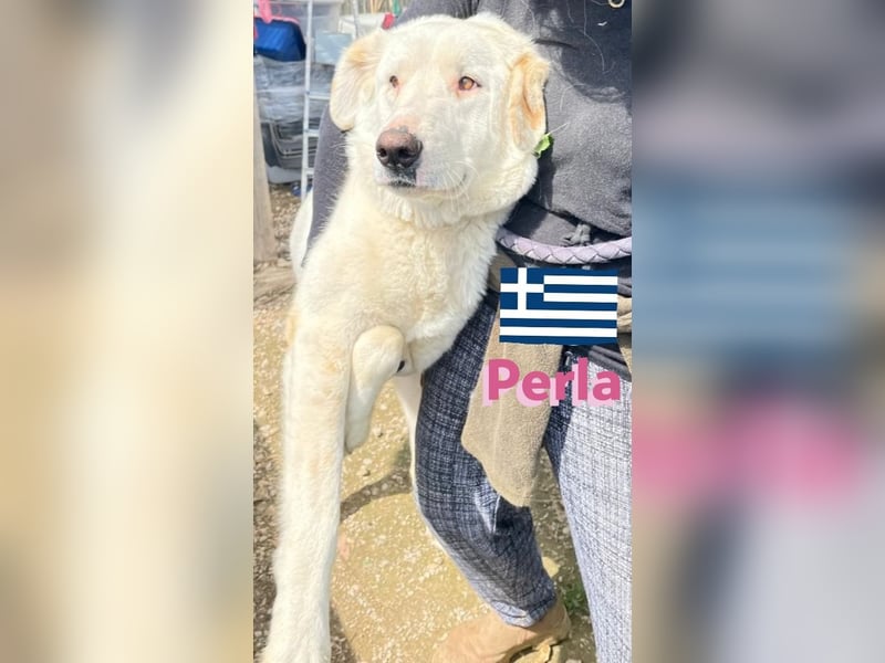 Perla,geb.05/22,hübsches Labi-Mix Hundemädchen sucht ihre Familie
