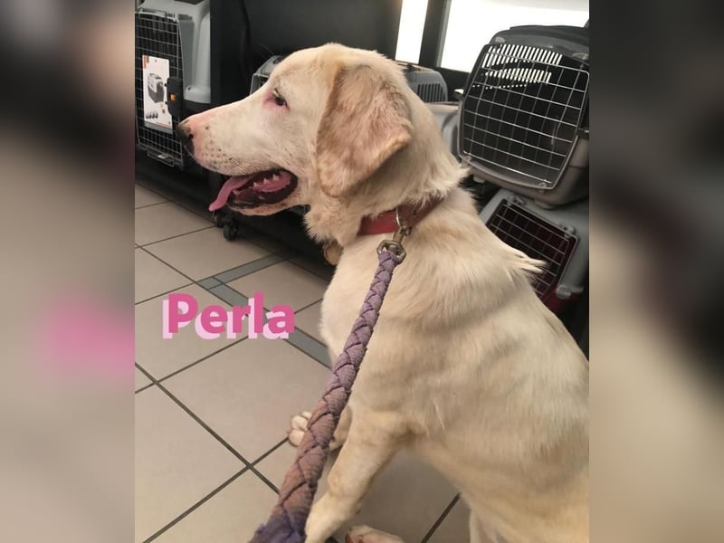 Perla,geb.05/22,hübsches Labi-Mix Hundemädchen sucht ihre Familie