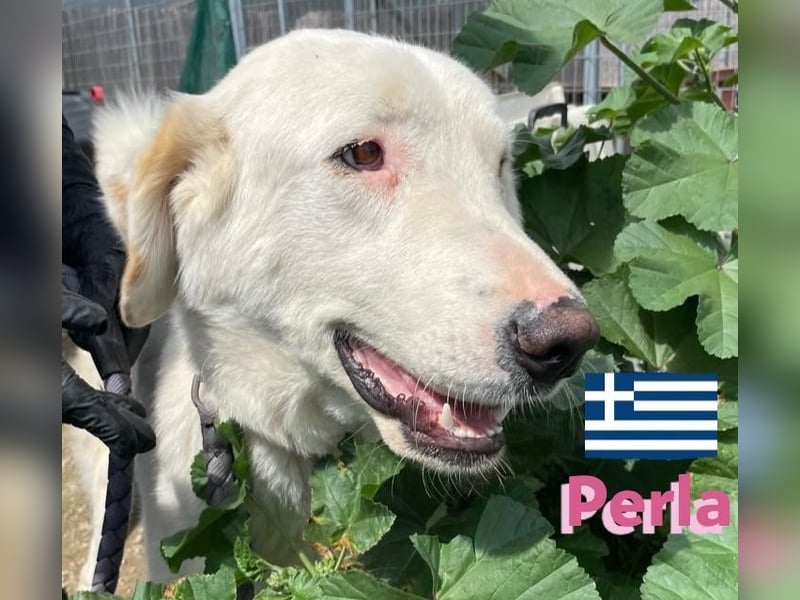 Perla,geb.05/22,hübsches Labi-Mix Hundemädchen sucht ihre Familie