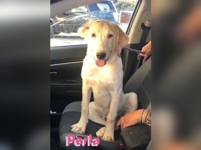 Perla,geb.05/22,hübsches Labi-Mix Hundemädchen sucht ihre Familie
