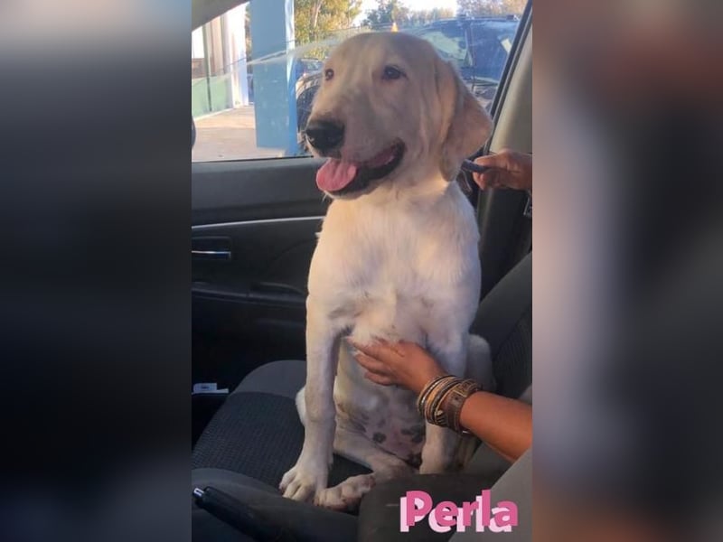 Perla,geb.05/22,hübsches Labi-Mix Hundemädchen sucht ihre Familie