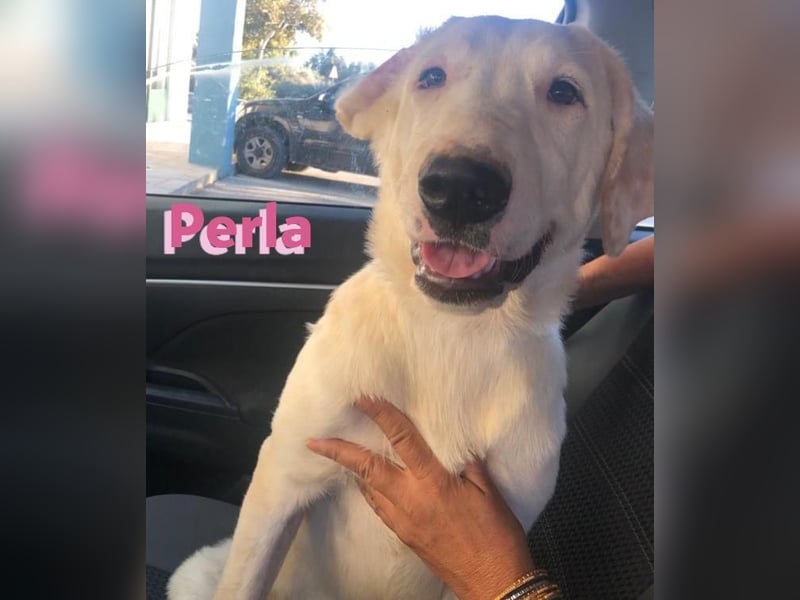 Perla,geb.05/22,hübsches Labi-Mix Hundemädchen sucht ihre Familie