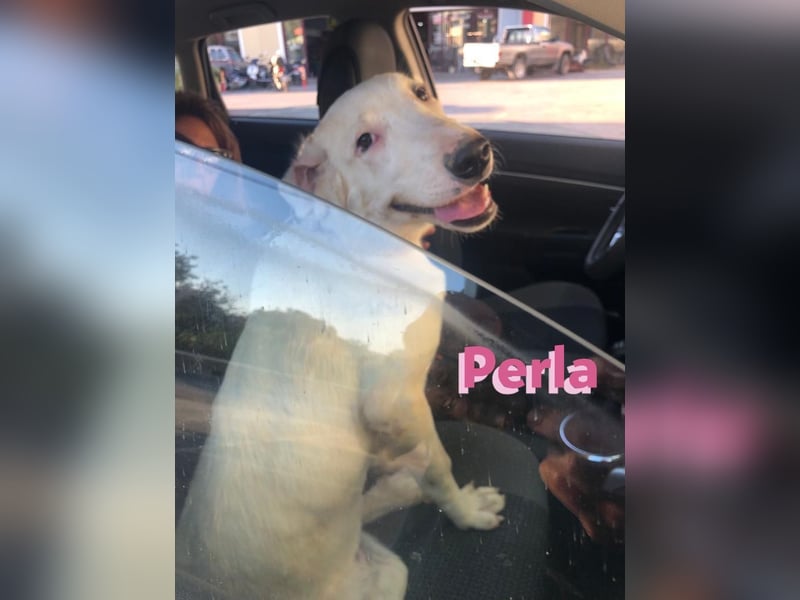 Perla,geb.05/22,hübsches Labi-Mix Hundemädchen sucht ihre Familie