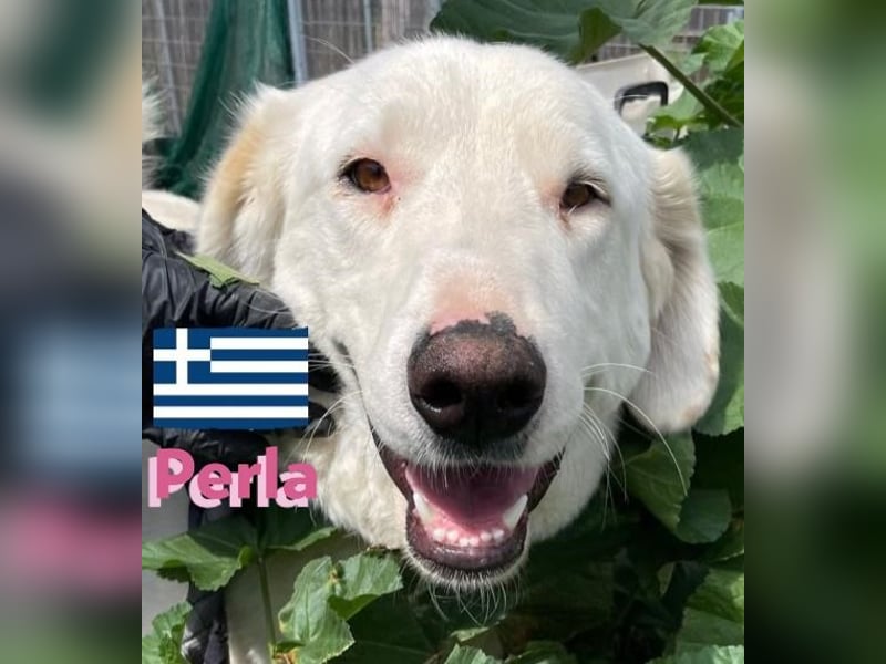 Perla,geb.05/22,hübsches Labi-Mix Hundemädchen sucht ihre Familie