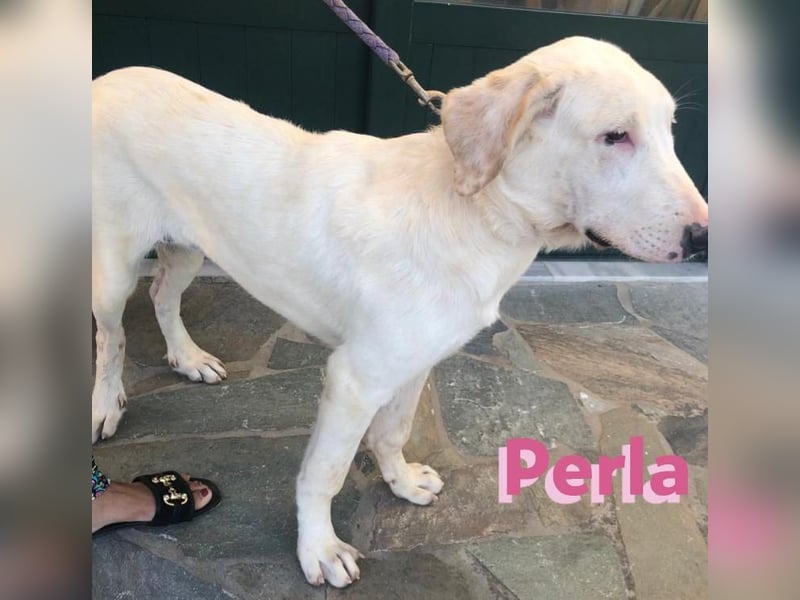 Perla,geb.05/22,hübsches Labi-Mix Hundemädchen sucht ihre Familie