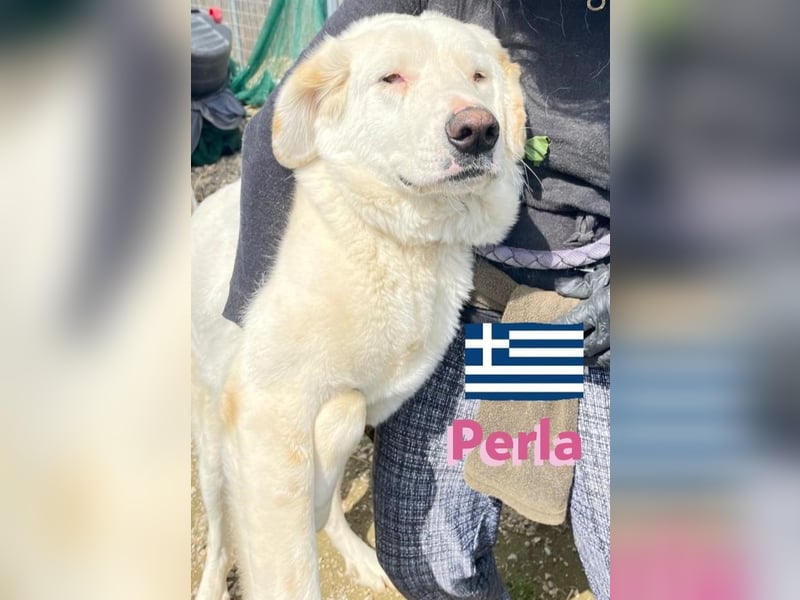 Perla,geb.05/22,hübsches Labi-Mix Hundemädchen sucht ihre Familie