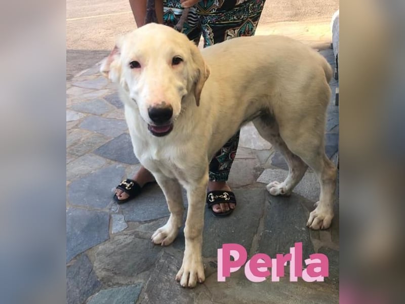 Perla,geb.05/22,hübsches Labi-Mix Hundemädchen sucht ihre Familie