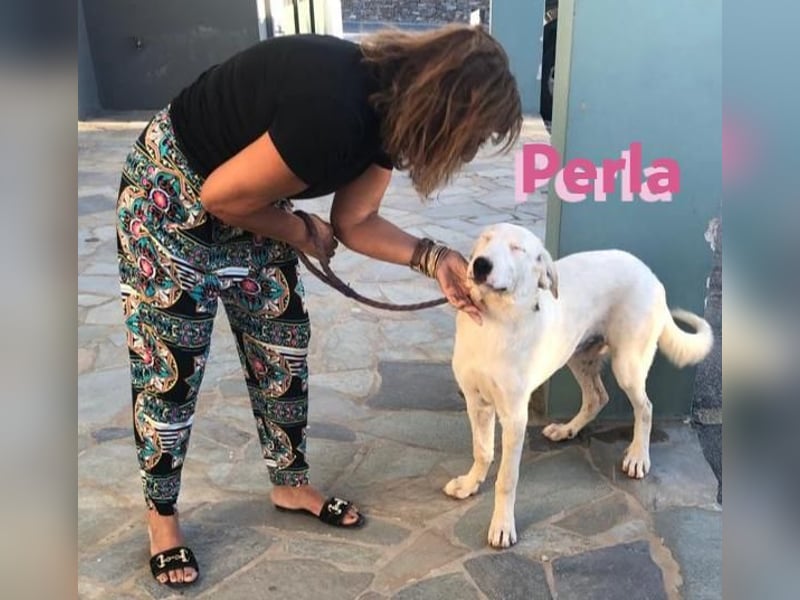 Perla,geb.05/22,hübsches Labi-Mix Hundemädchen sucht ihre Familie