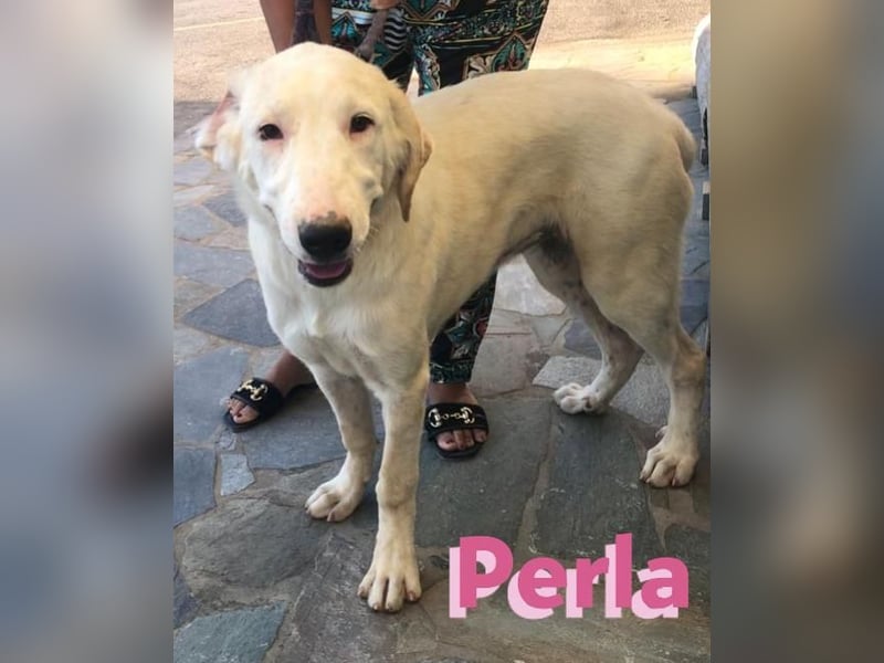 Perla,geb.05/22,hübsches Labi-Mix Hundemädchen sucht ihre Familie