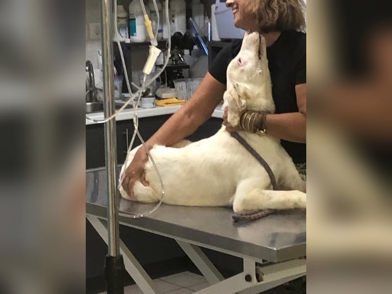 Perla,geb.05/22,hübsches Labi-Mix Hundemädchen sucht ihre Familie