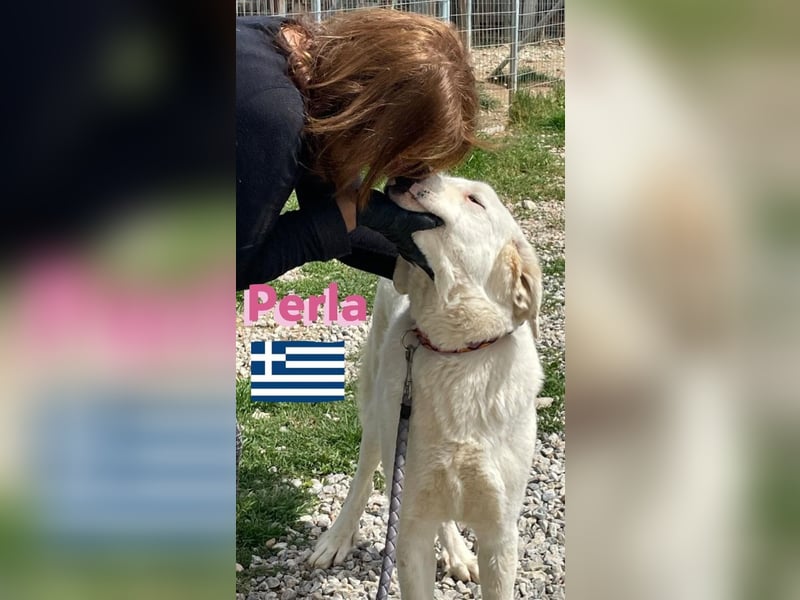 Perla,geb.05/22,hübsches Labi-Mix Hundemädchen sucht ihre Familie